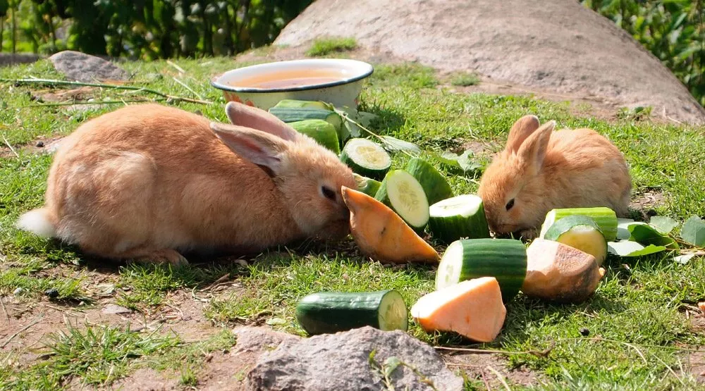 o que os coelhos comem