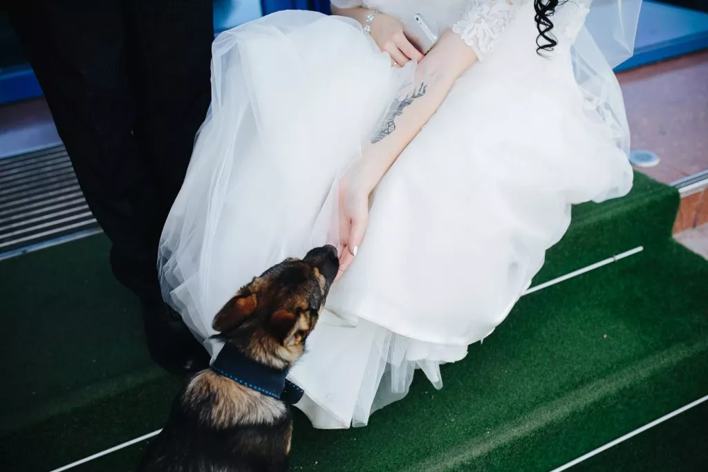 dicas para seu cachorro estar no seu casamento