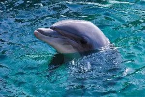 5 animais característicos das Ilhas Canárias - Golfinho-nariz-de-garrafa