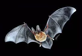 5 animais característicos das Ilhas Canárias - Morcego de orelhas compridas
