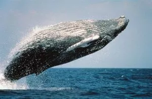 5 animais característicos do Oceano Ártico - Baleias da Groenlândia