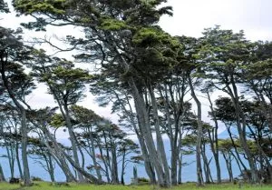 5 árvores características da zona sul - Coigüe del Magallanes