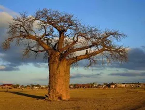 5 plantas e árvores características da savana - Baobad