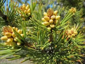 5 plantas e árvores características do Mesozóico - Gimnospermas