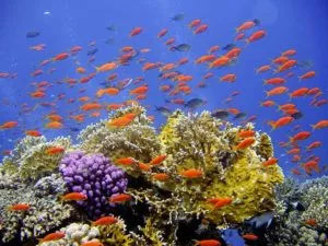 A que tipo de ecossistema o recife de coral pertence?