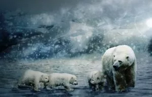 Animais da região do Ártico