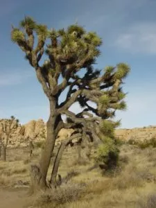 Árvore de Joshua (Yucca brevifolia)