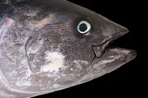 5 animais característicos do Oceano Atlântico - atum rabilho
