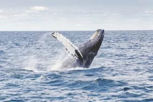 5 animais característicos da zona sul - baleias jubarte
