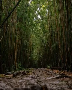 Como é o solo na floresta de bambu?