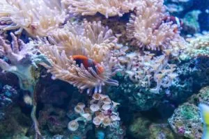Como é formado o recife de coral?