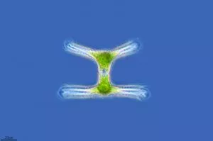 Como o plâncton é formado