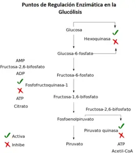 Quais são os estágios ou fases da glicólise - 1ª fase, gasto energético
