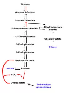 Quais são as funções da glicólise
