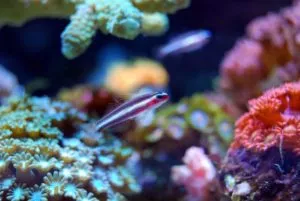 quanto tempo os corais vivem