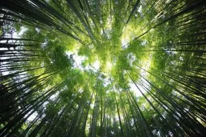 Onde estão localizadas geograficamente as florestas de bambu?