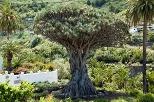 5 plantas e árvores características das Ilhas Canárias - Drago