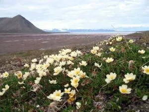 Dyras octopetala - Flora na tundra