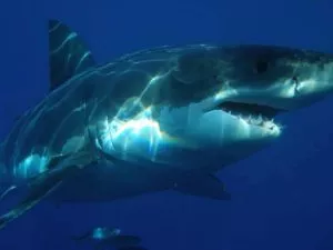 O grande tubarão branco (Carcharodon carcharias)
