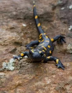 Fauna de clima de alta montanha - salamandra alpina