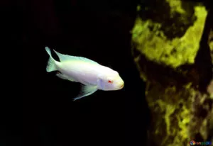 Fauna nos ecossistemas dos Grandes Lagos - Peixes brancos