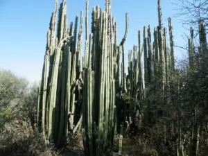 Flora do clima desértico - Organ Cactus (Pachycereus marginatus)