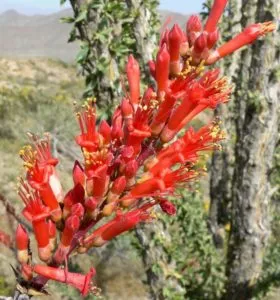 Flora do clima desértico - Ocotillo, Rotilla (Fouquieria splendens)