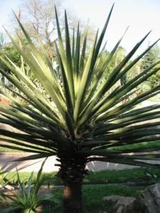 Flora do clima do deserto - Yucca de tâmara (Yucca baccata)