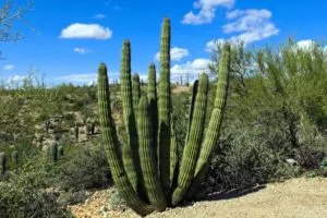 Flora do Deserto - Órgão Cactus ou Chilayo