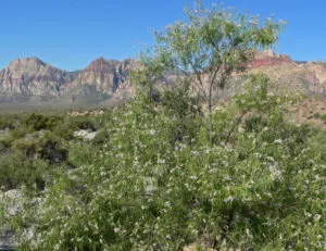 Flora do deserto - Salgueiro do deserto (Chilopsis linearis)