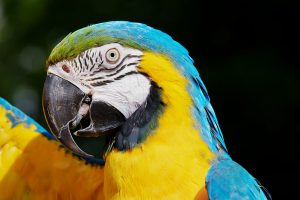 5 animais característicos da floresta tropical - Arara