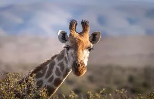 5 animais característicos da savana - Girafa
