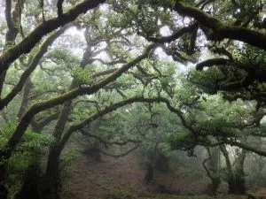 5 plantas e árvores características das Ilhas Canárias - Laurisilva
