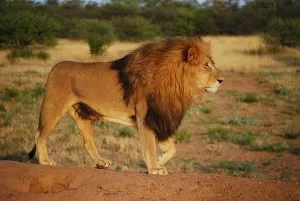 5 animais característicos da savana - Leão 