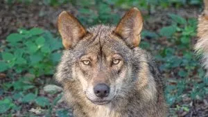 Animais mais característicos da floresta mediterrânica - Lobo Ibérico