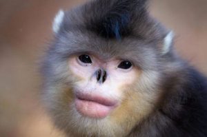 Macaco sem nariz