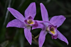 5 plantas e árvores características da floresta tropical - Orquídea