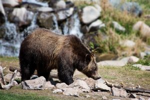 Animais mais característicos da floresta mediterrânea - Urso pardo