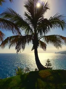 5 plantas e árvores características das Ilhas Canárias - Palmera canaria