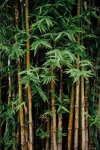 Mas o que é bambu