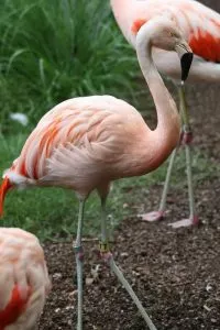 Phoenicopterus chilensis ou flamingo chileno