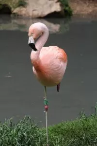 Phoenicopterus roseus ou flamingo comum