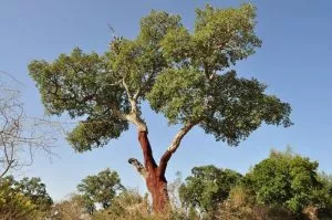 Plantas e árvores mais características da floresta mediterrânica - sobreiros