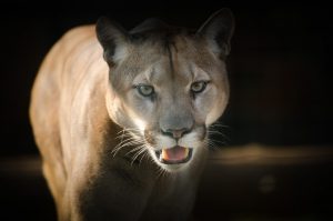 5 animais característicos da floresta tropical - Puma