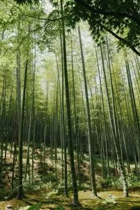 Que características tem a floresta de bambu