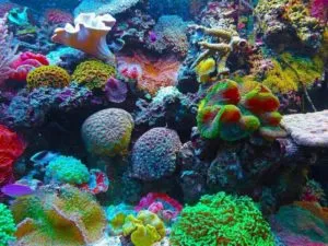 O que é um recife de coral
