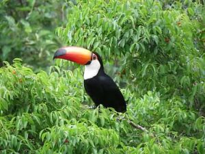 O que a fauna predomina na floresta tropical