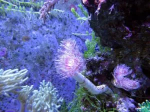O que aconteceria se não houvesse recifes de coral?