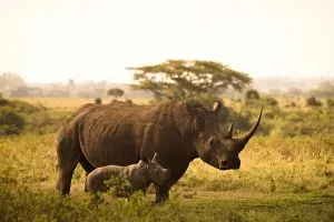 5 animais característicos da savana - Rinoceronte