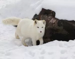 5 Animais Característicos do Oceano Ártico - Raposa do Ártico